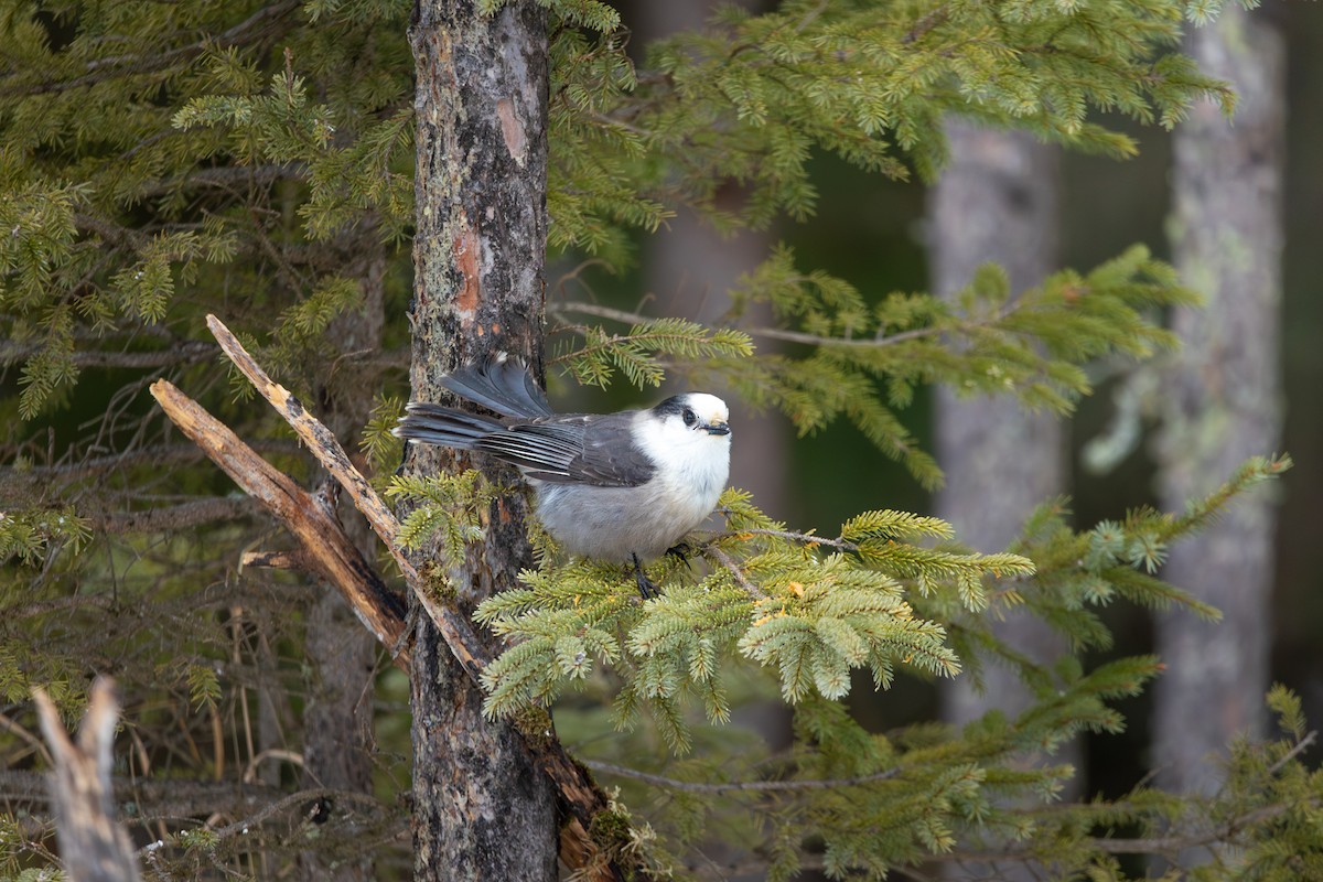 sojka šedá - ML647791576