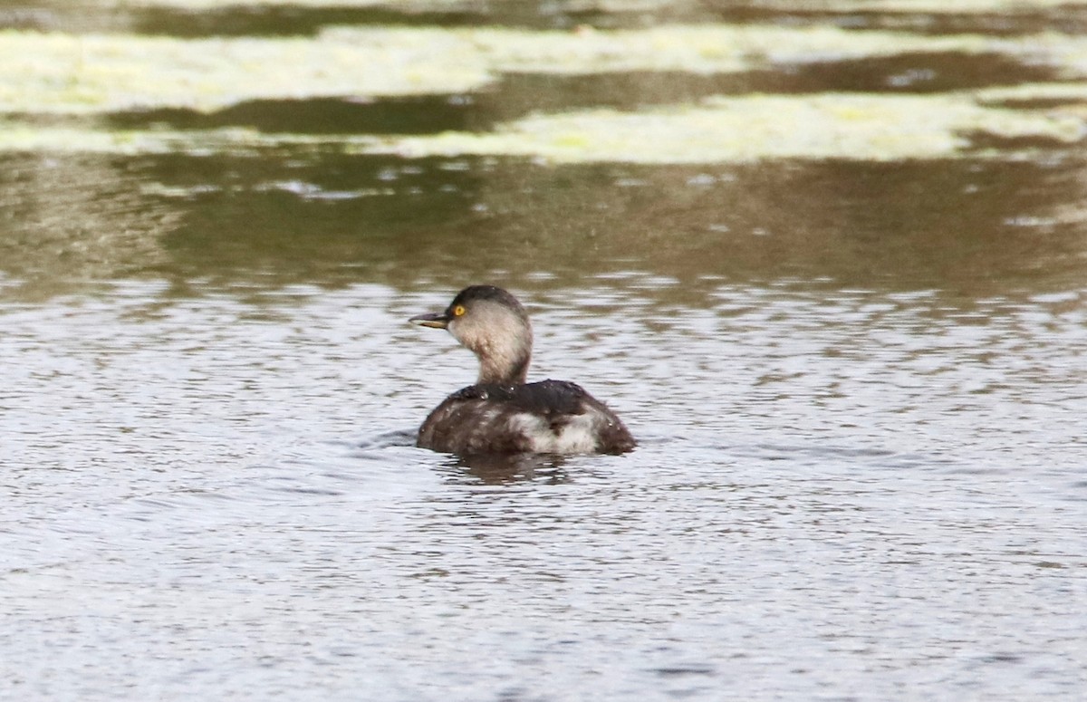 potápka nejmenší - ML647791587