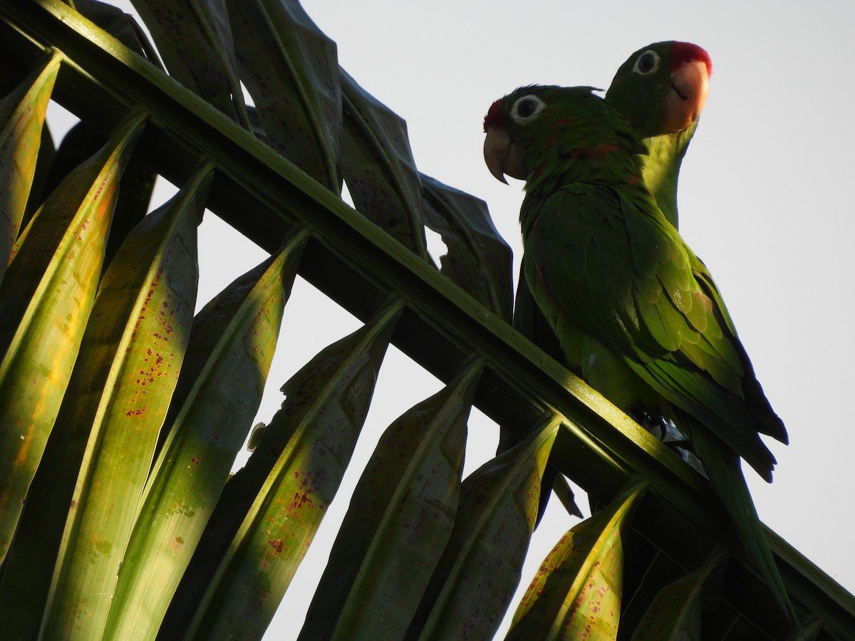 aratinga rudočelý - ML647791588