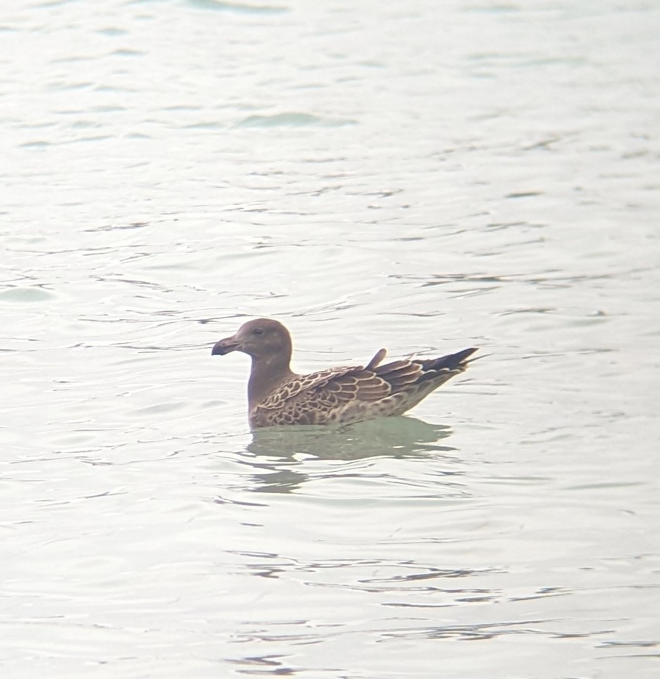 racek velkozobý - ML647791597