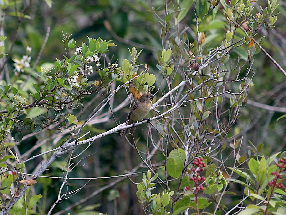White-bellied Seedeater - ML647791599