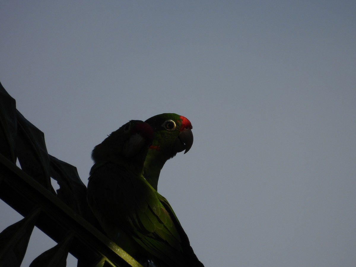 aratinga rudočelý - ML647791600