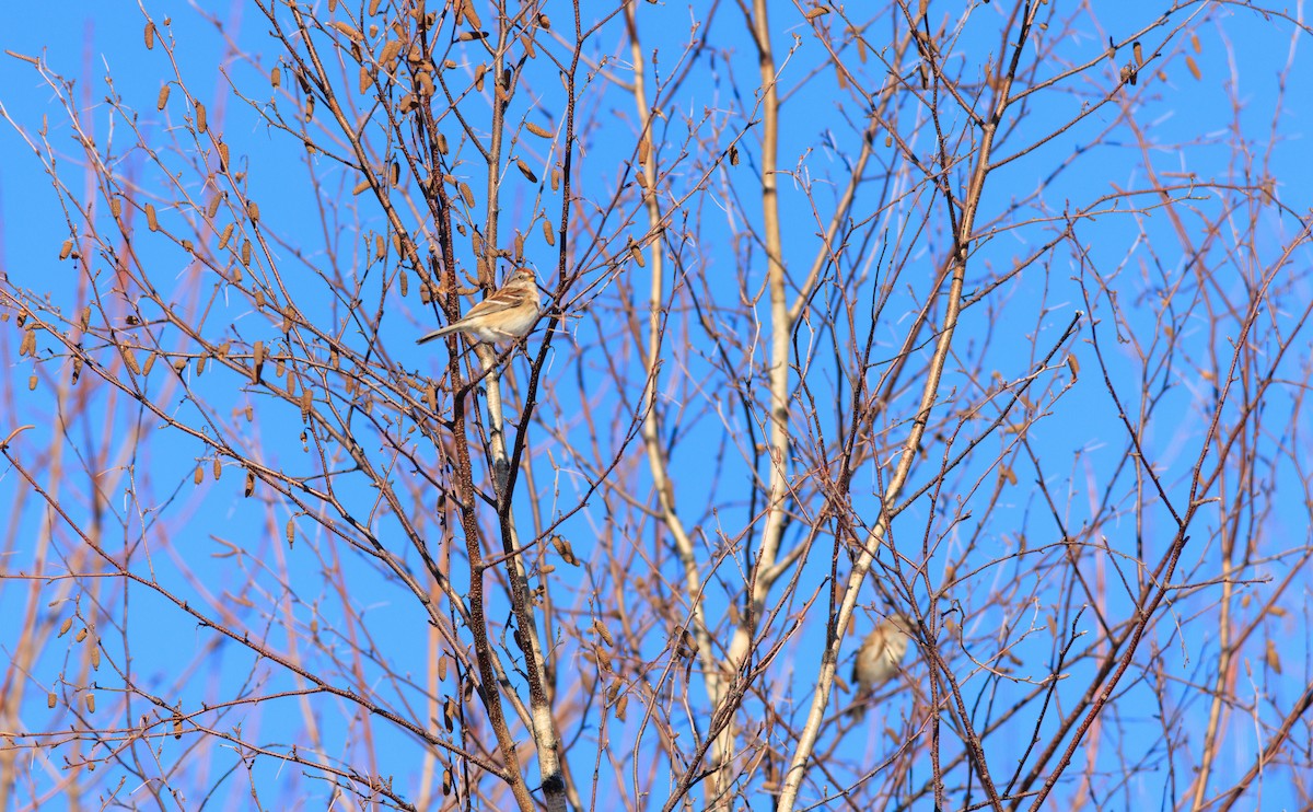 Hudson Körfezi Serçesi - ML647791607