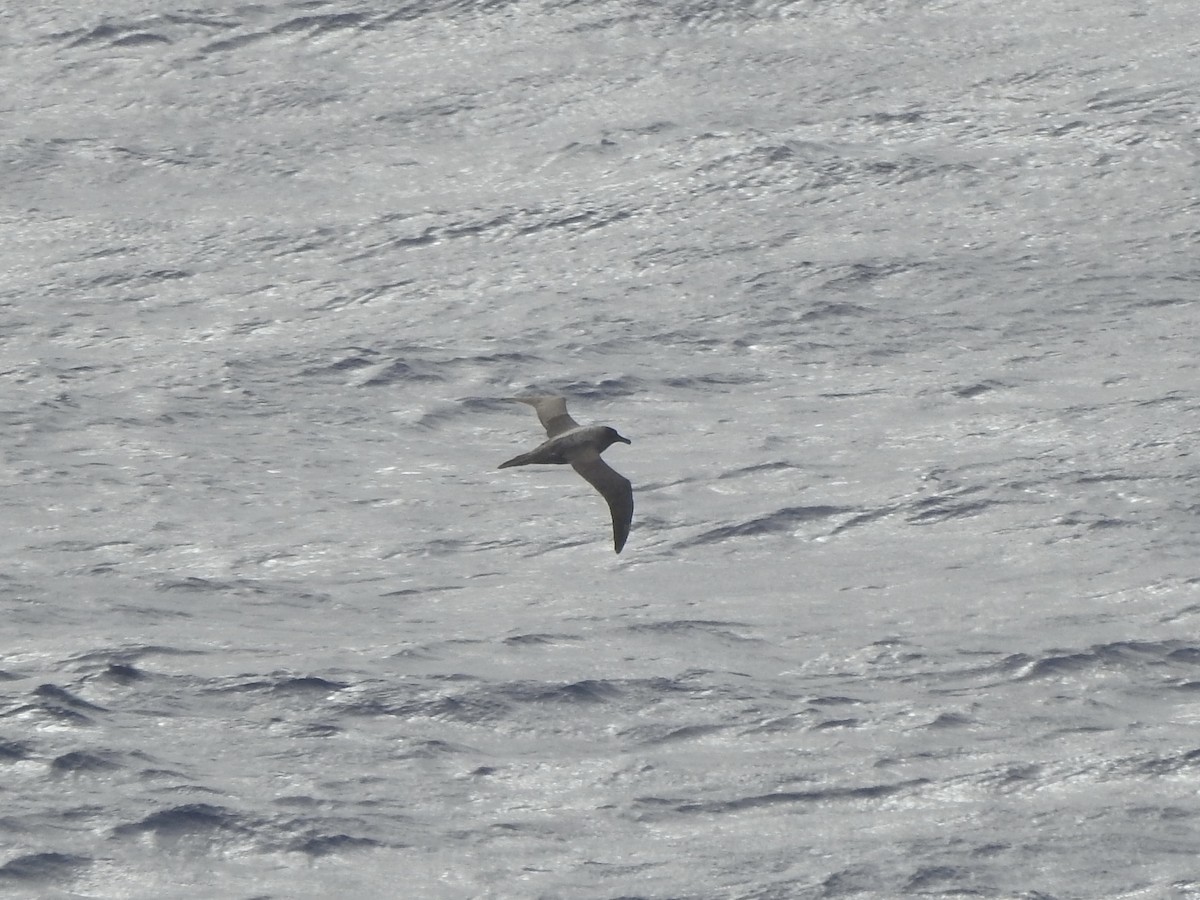 Graumantelalbatros - ML647791609