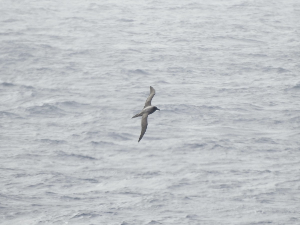 Graumantelalbatros - ML647791610