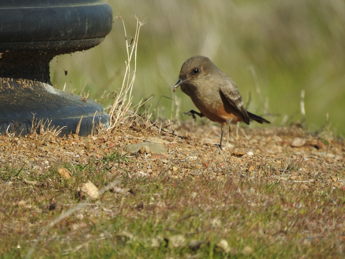 Say's Phoebe - ML647791611
