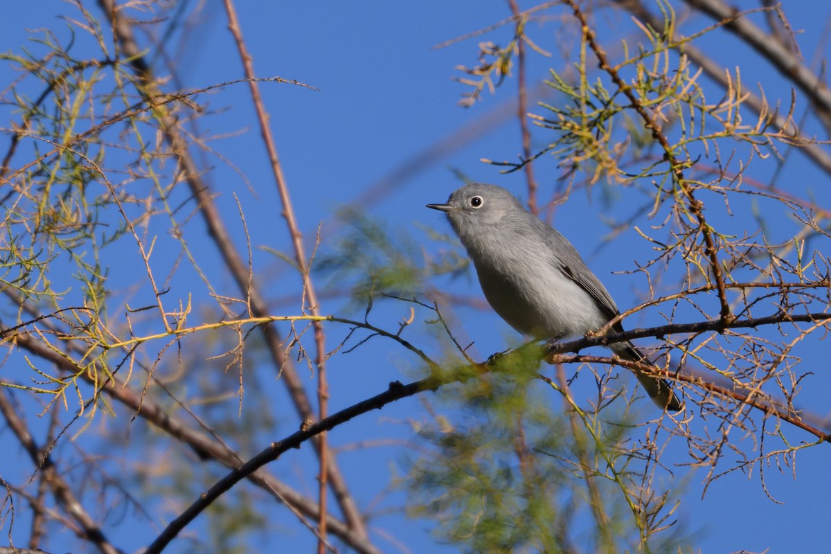 Blue-gray Gnatcatcher - ML647791617