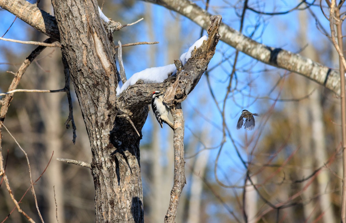 Sert Tüylü Ağaçkakan - ML647791629