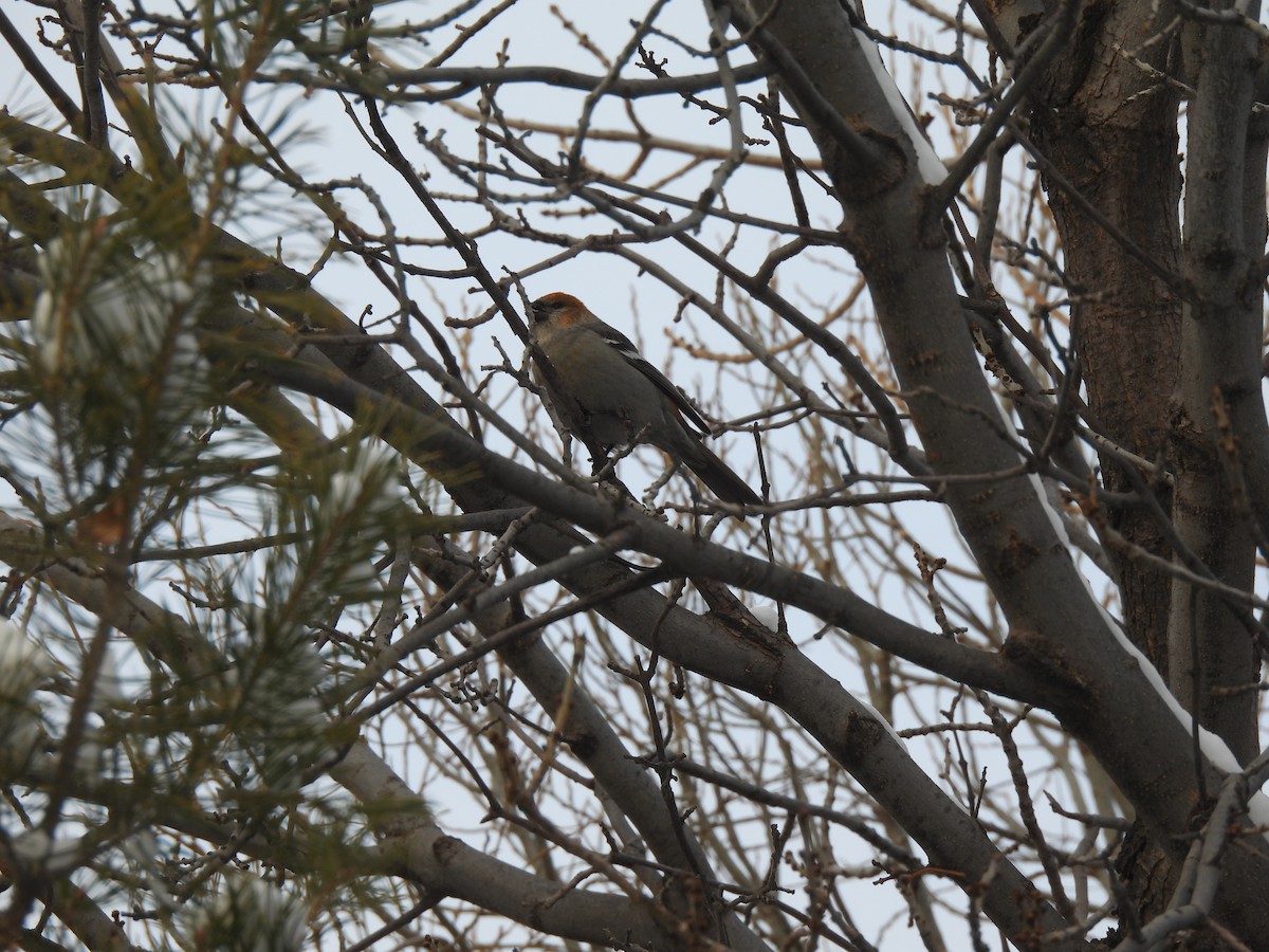 Pinu-gailupa - ML647791630