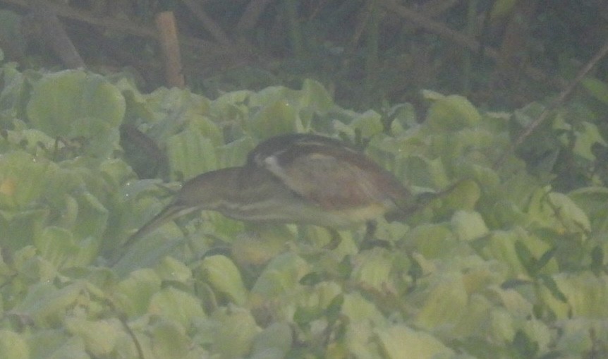 Petit Blongios - ML647791632