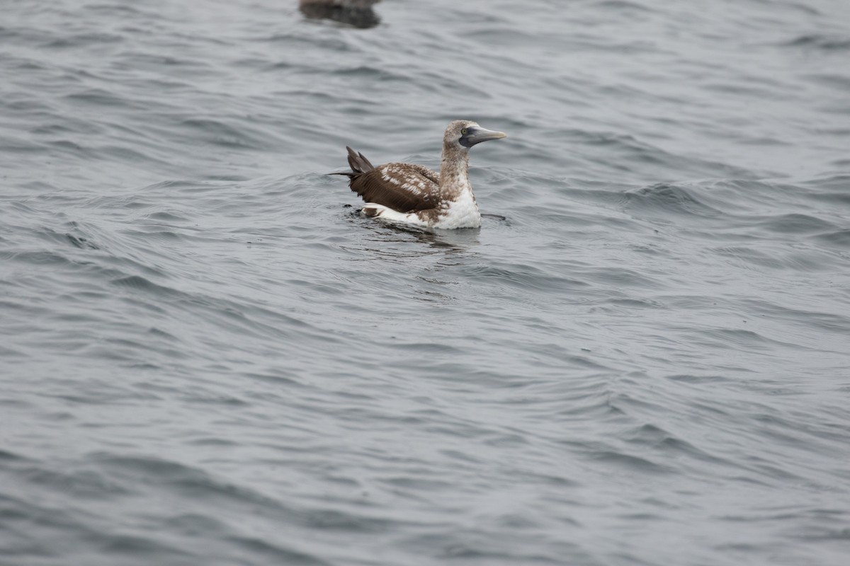 Nazca Booby - ML647791639
