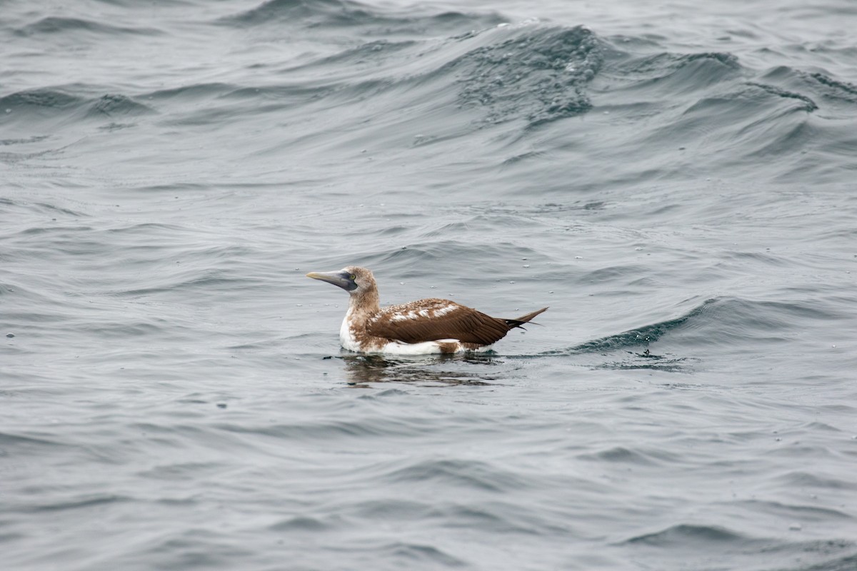 Nazca Booby - ML647791678