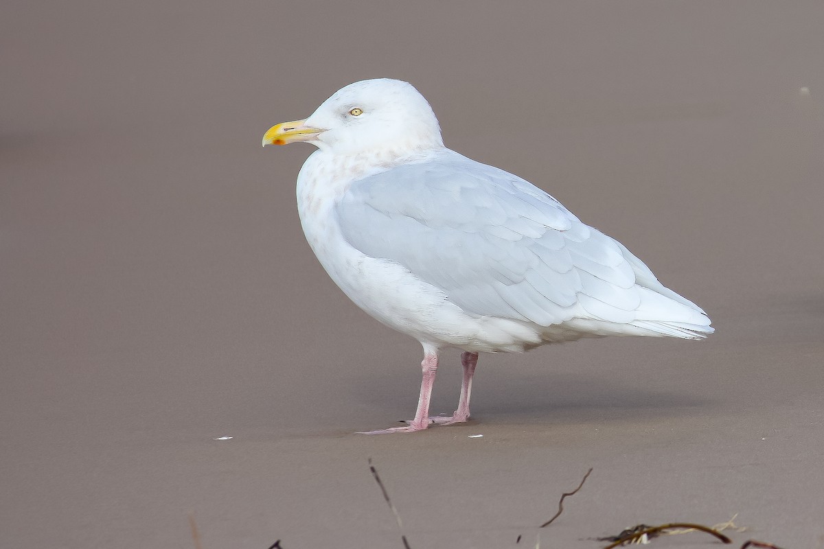 Gavión Hiperbóreo - ML647791705