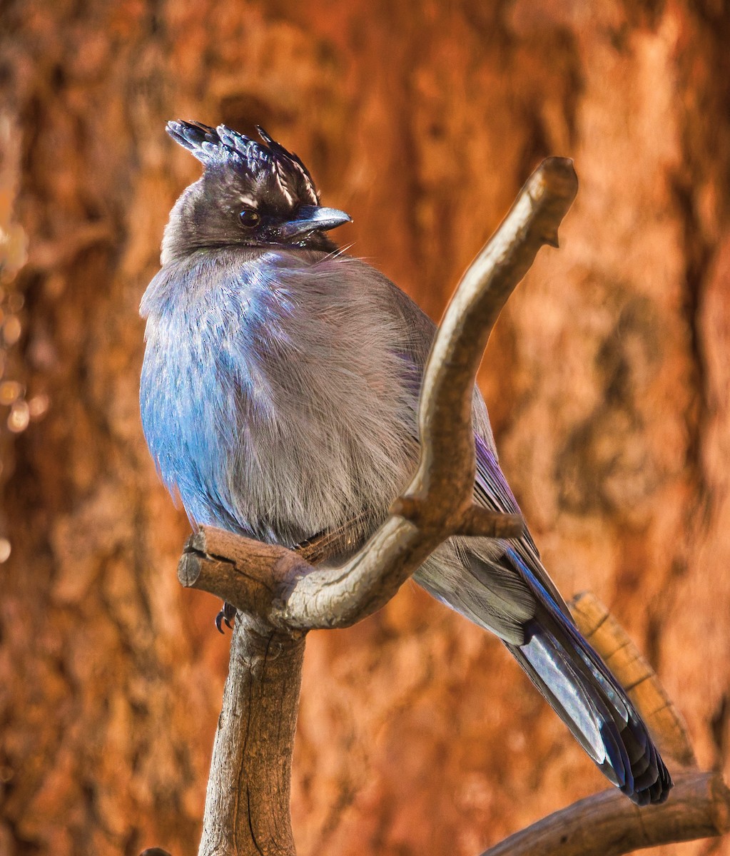 Steller's Jay - ML647791716