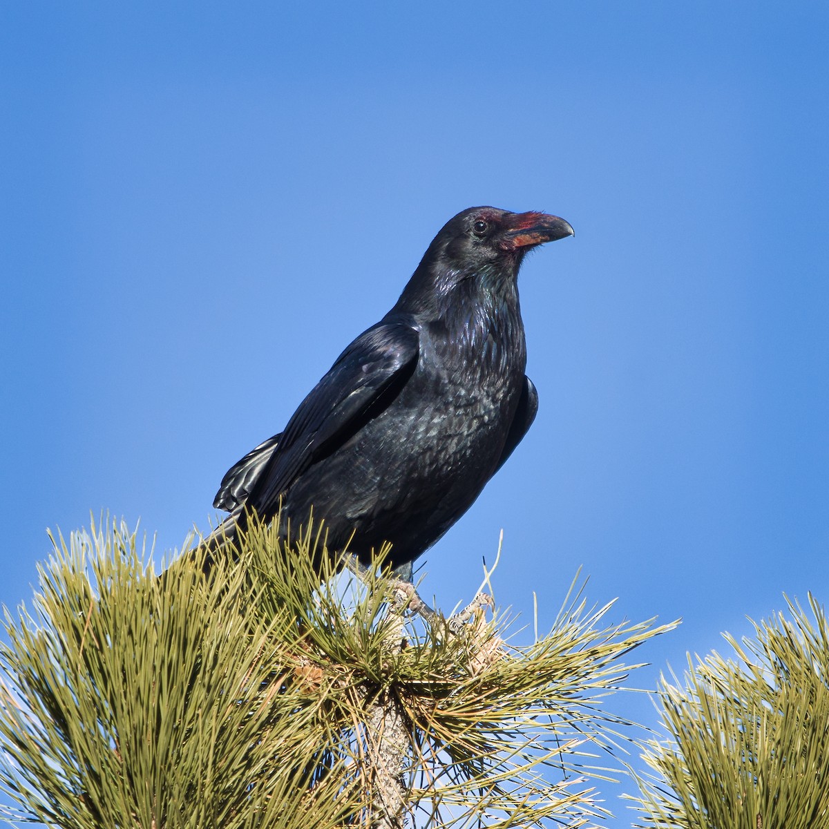 עורב שחור - ML647791730