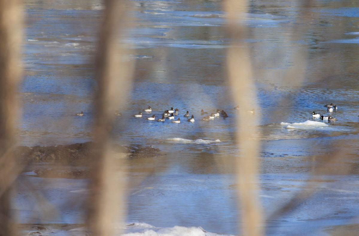 Altıngöz - ML647791757