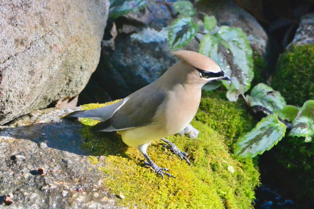 ヒメレンジャク - ML647791790