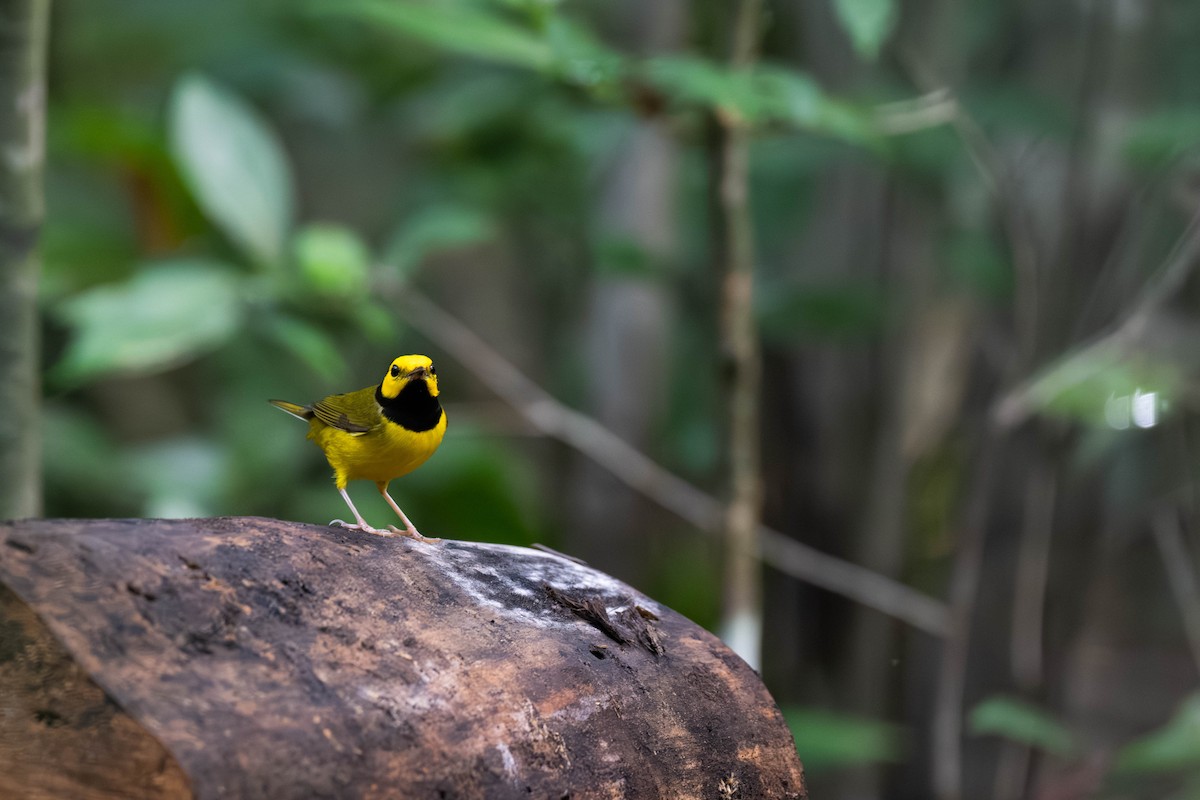 クロズキンアメリカムシクイ - ML647791796