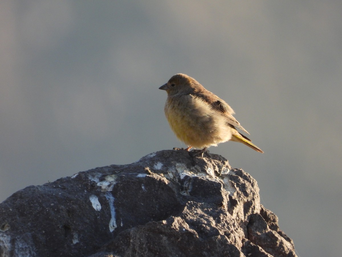 Büyük Kanarya İspinozu - ML647791810