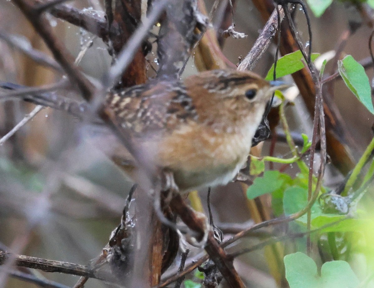 Sedge Wren - ML647791821