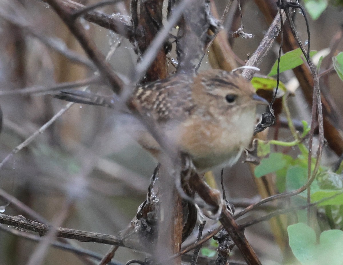 Sedge Wren - ML647791822