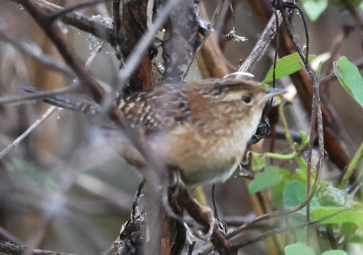 Sedge Wren - ML647791823