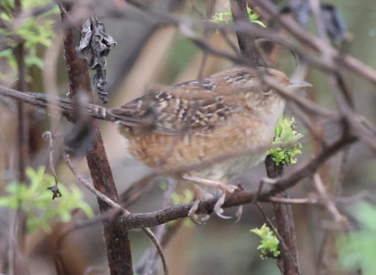 Sedge Wren - ML647791824