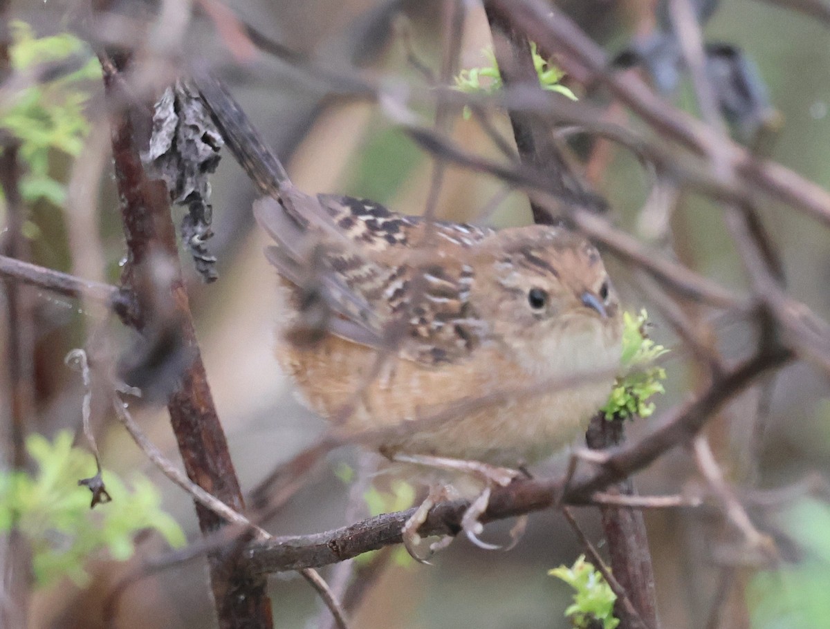 Sedge Wren - ML647791825