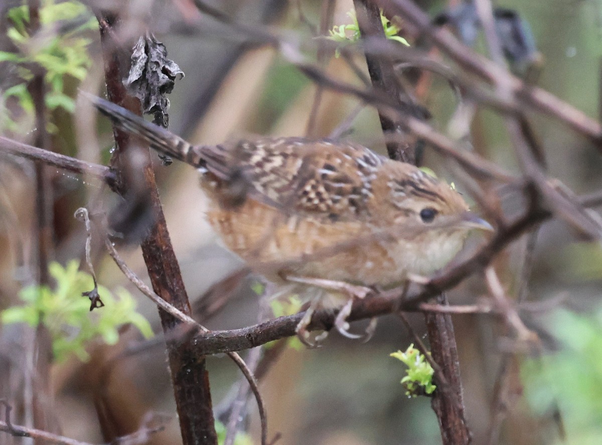 Sedge Wren - ML647791826