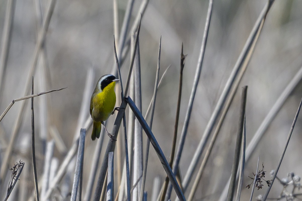 Common Yellowthroat - ML647791829