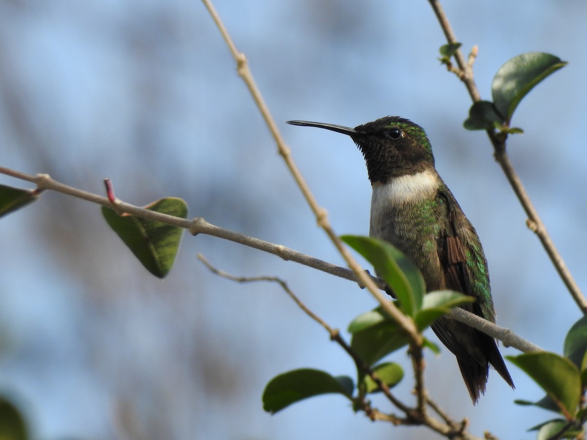 Ruby-throated Hummingbird - ML647791840