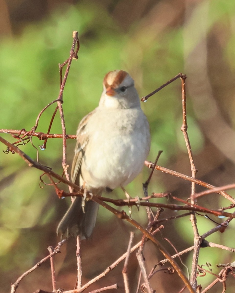 Porsuk Serçesi - ML647791854