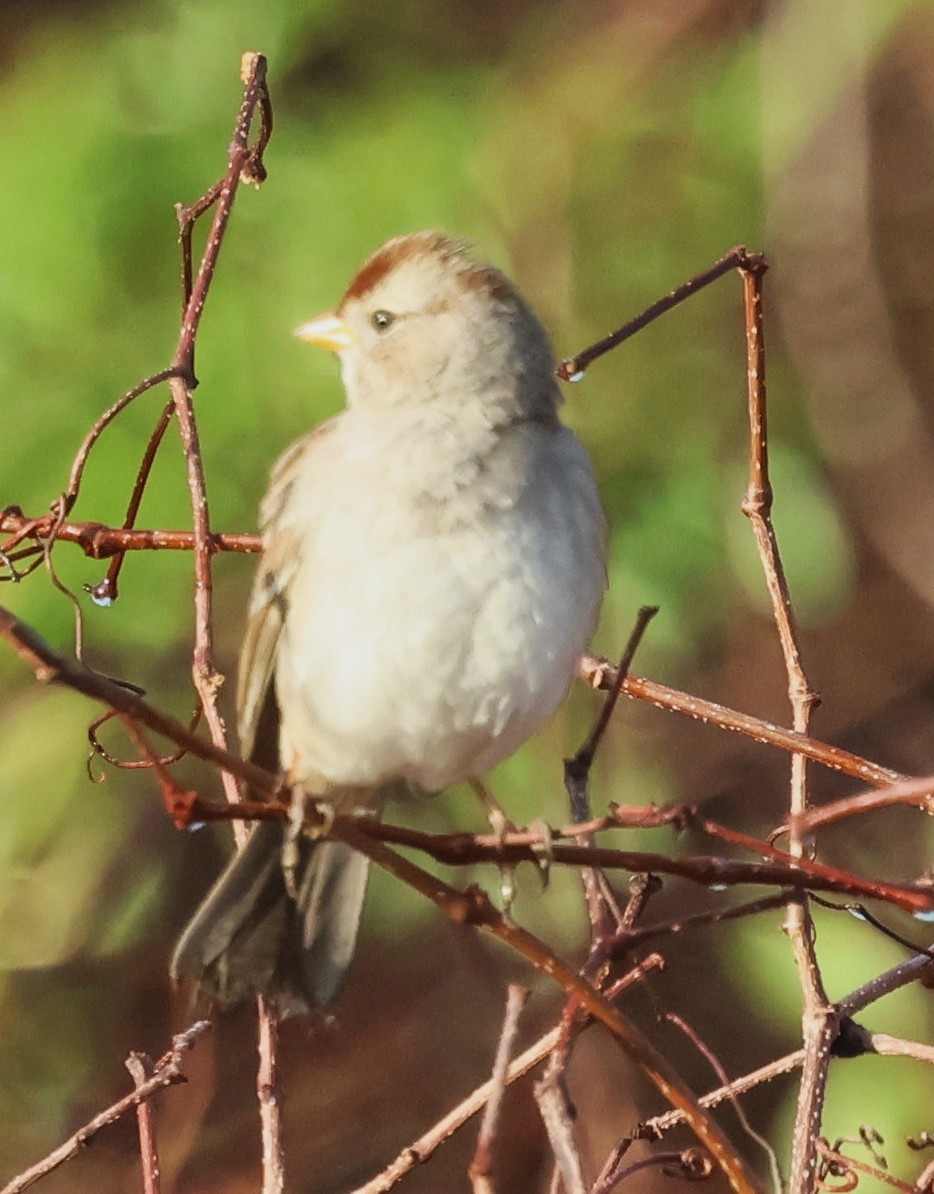 Porsuk Serçesi - ML647791855