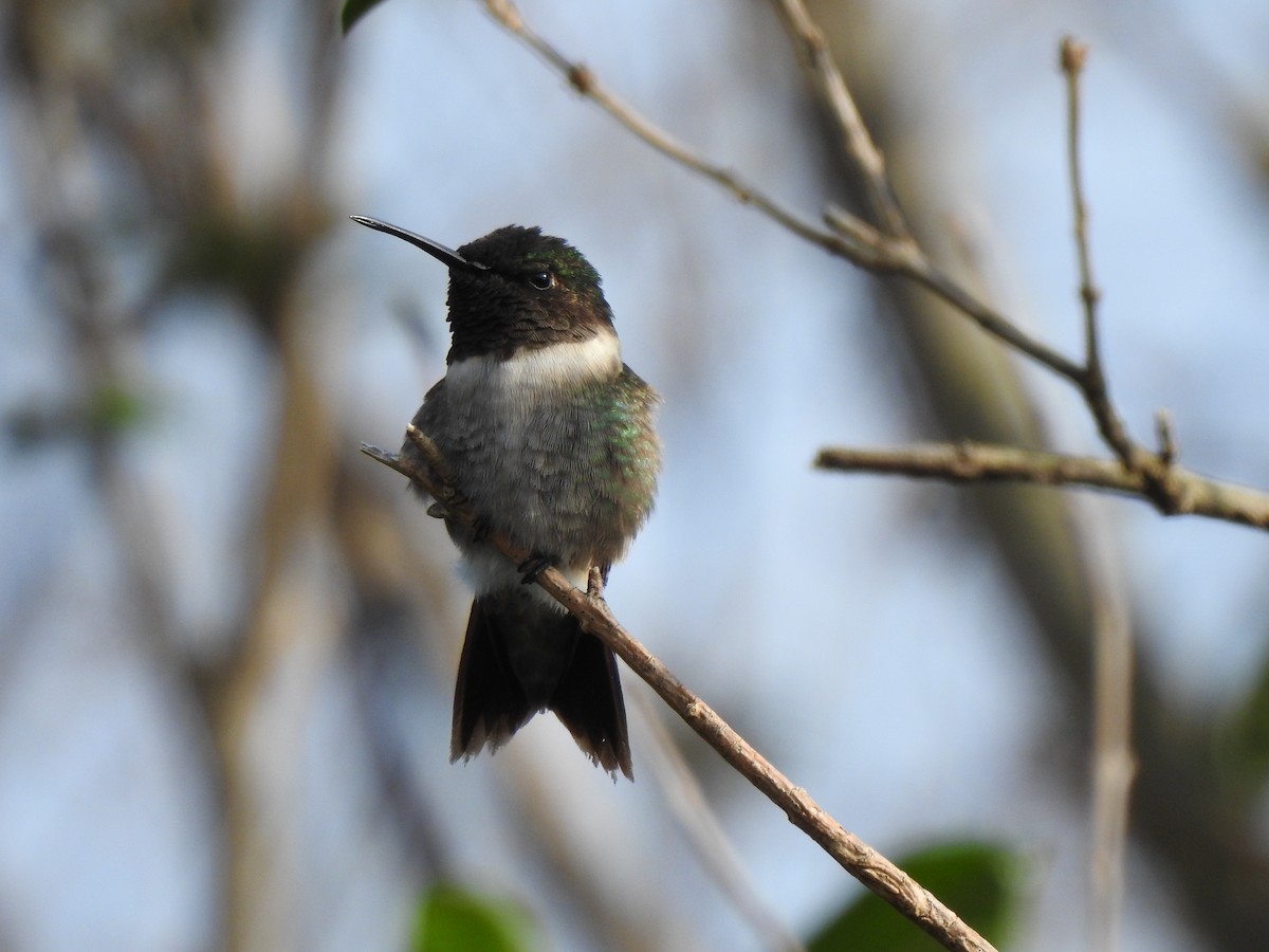 Ruby-throated Hummingbird - ML647791872