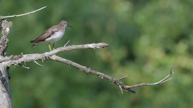 Solitary Sandpiper - ML647791873