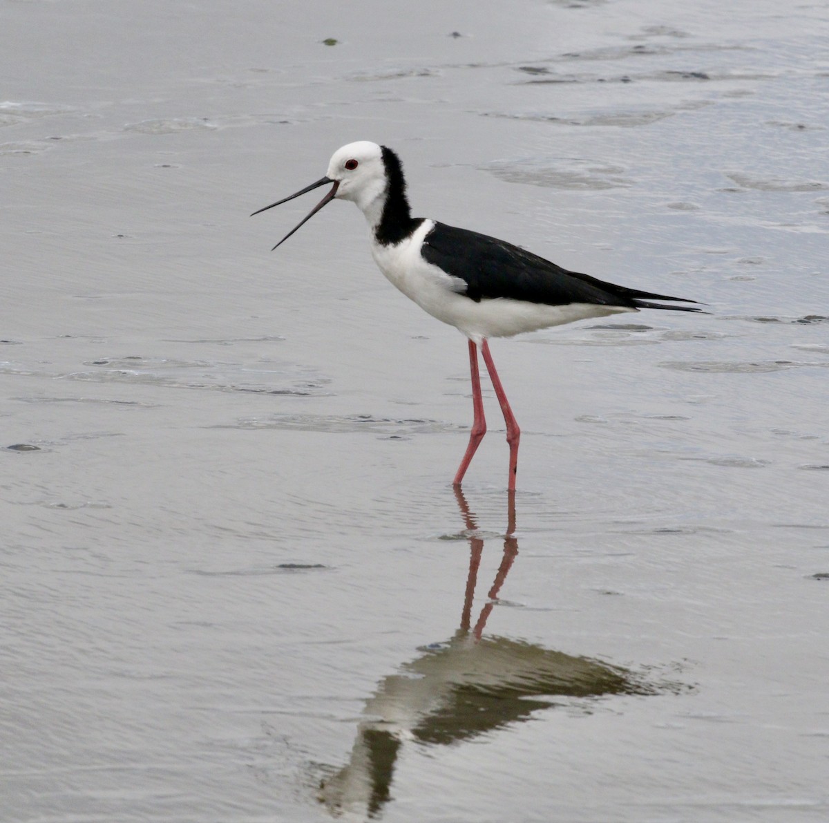 Кулик-довгоніг строкатий - ML647791904