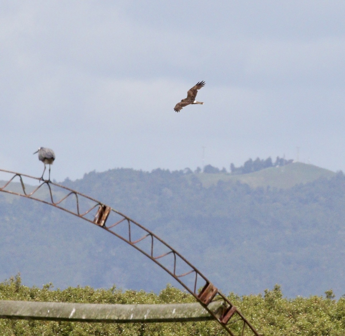 Лунь південний - ML647791916