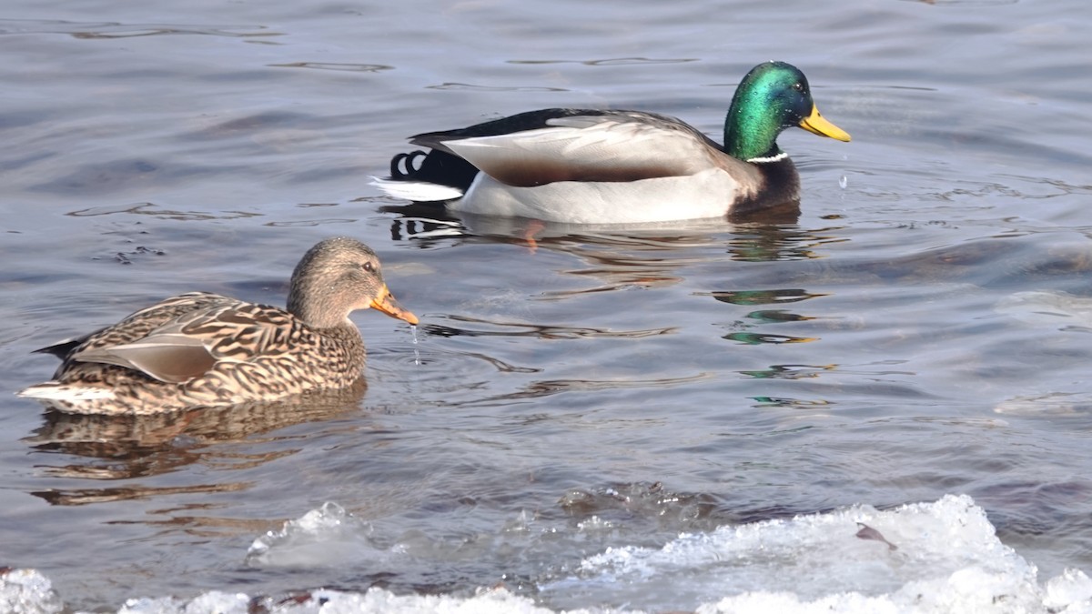 Mallard - ML647791919