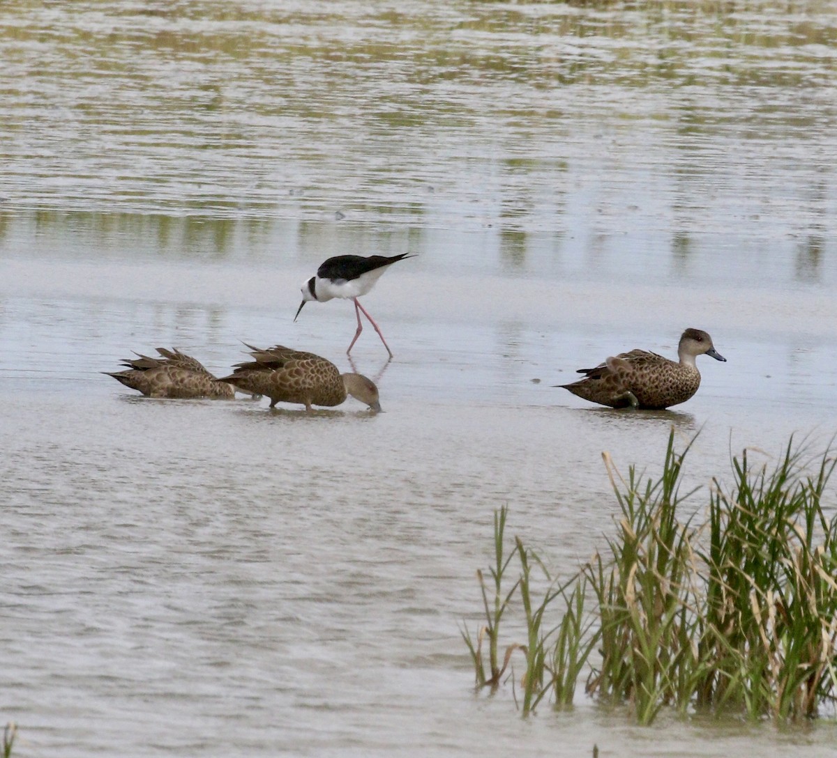 Чирянка світлогорла - ML647791924