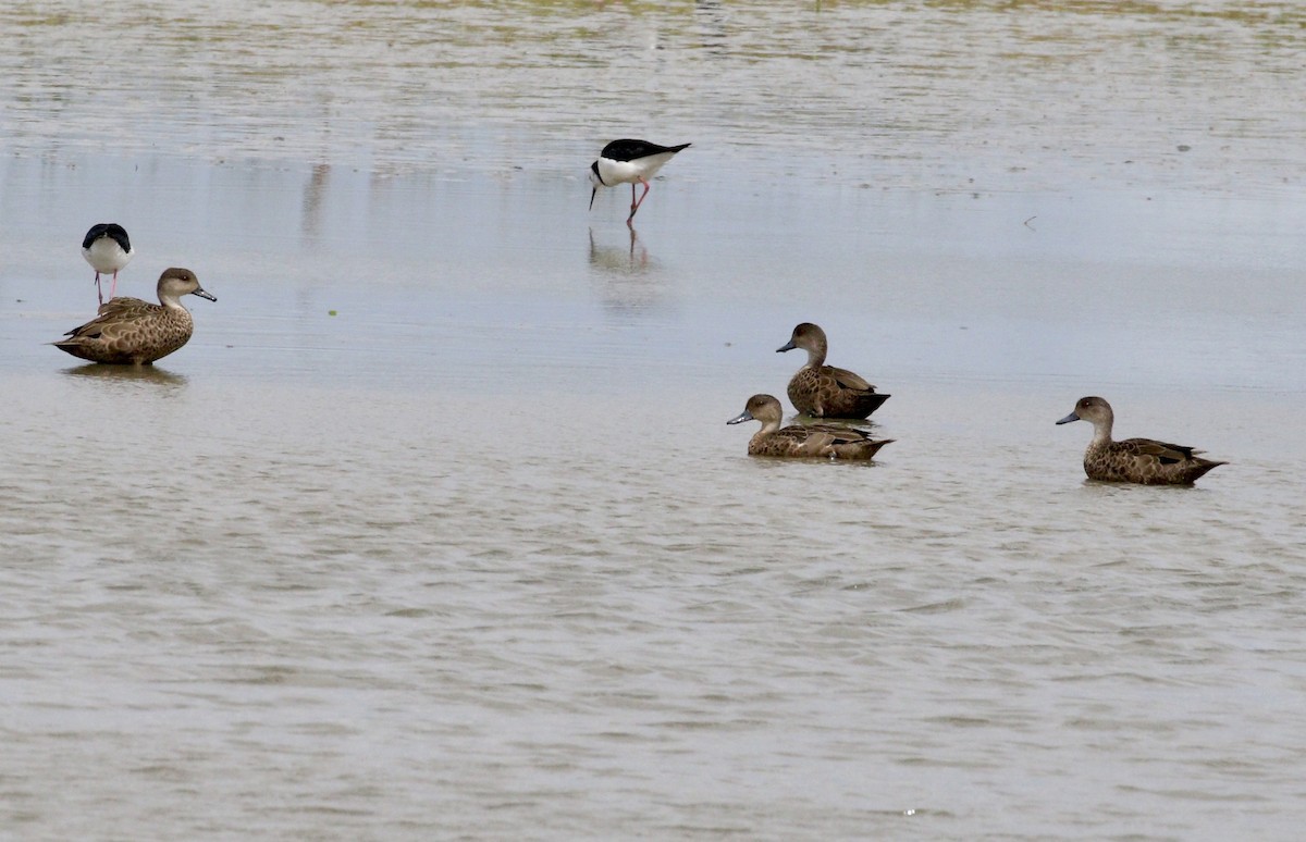 Чирянка світлогорла - ML647791927