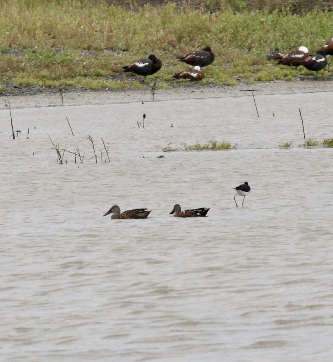Широконіска австралійська - ML647791944