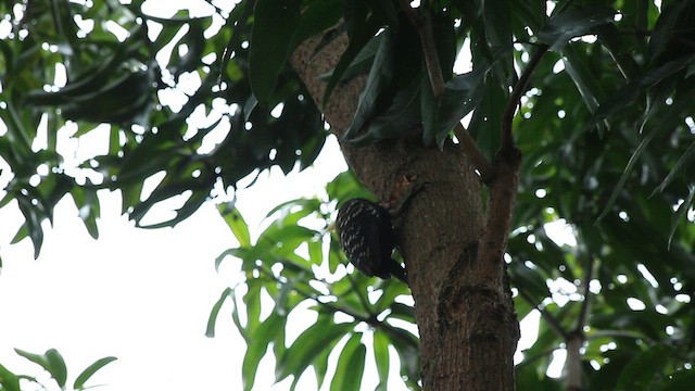 Blond-crested Woodpecker - ML647791960