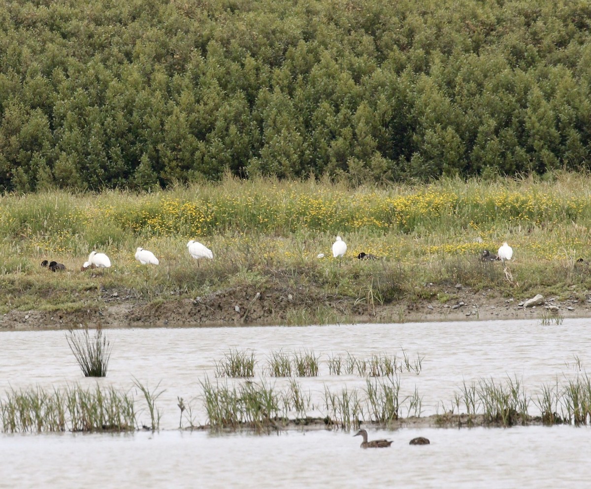 Косар королівський - ML647791963