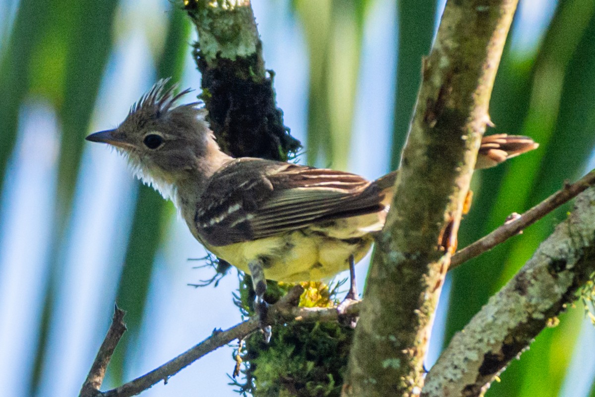 Желтобрюхая эления - ML647791981