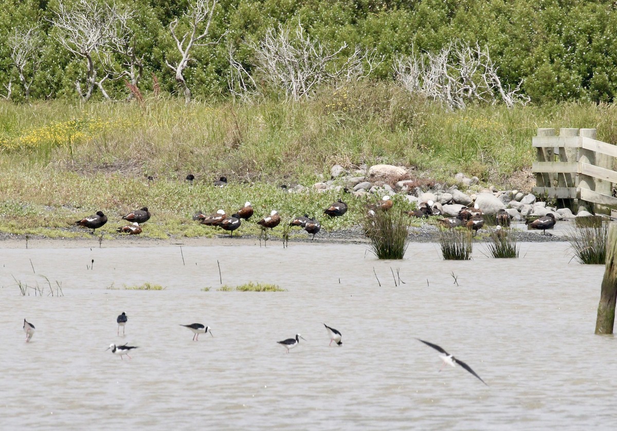Огар новозеландський - ML647791993