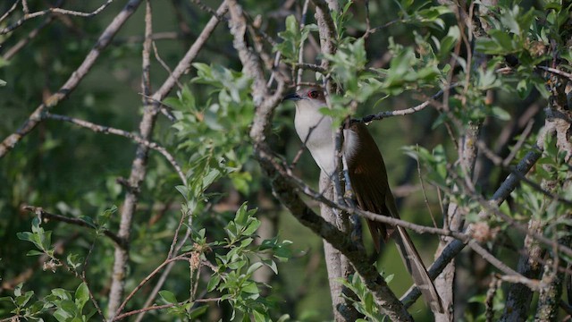 Kara Kuyruklu Guguk - ML647792010