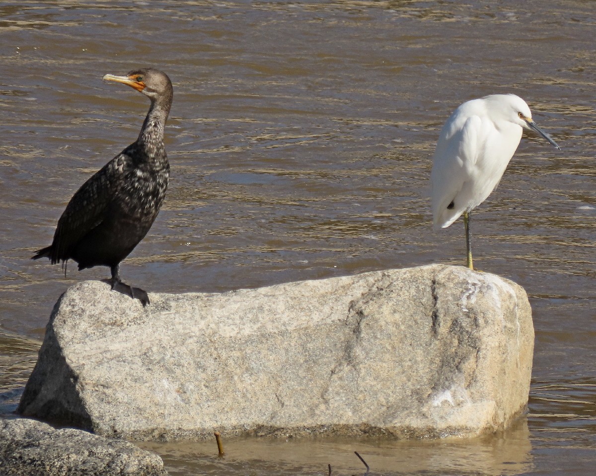 Karbeyaz Balıkçıl - ML647792012