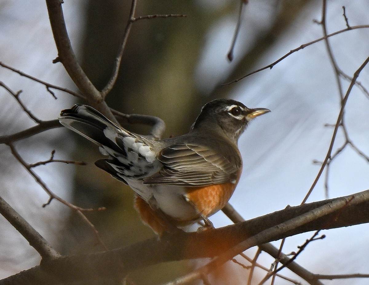 Göçmen Ardıç - ML647792013