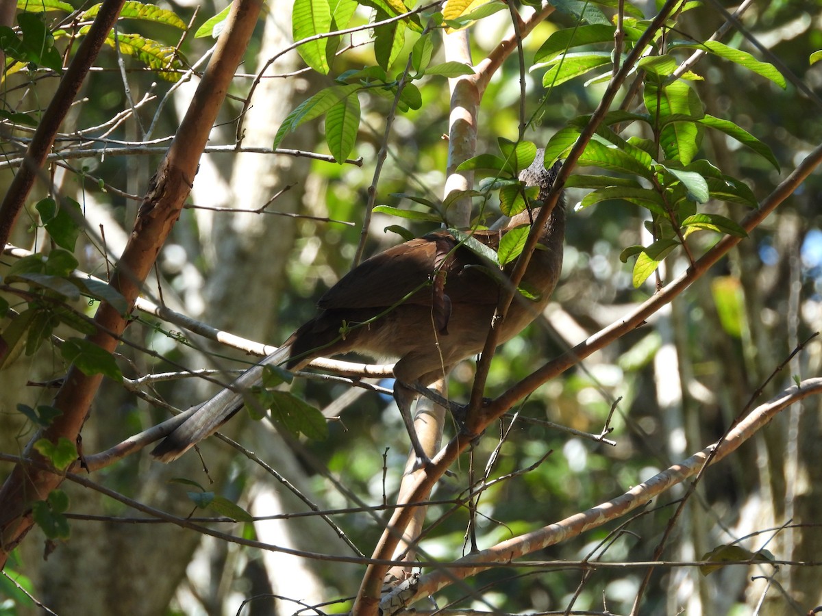 Gri Başlı Çaçalaka - ML647792014