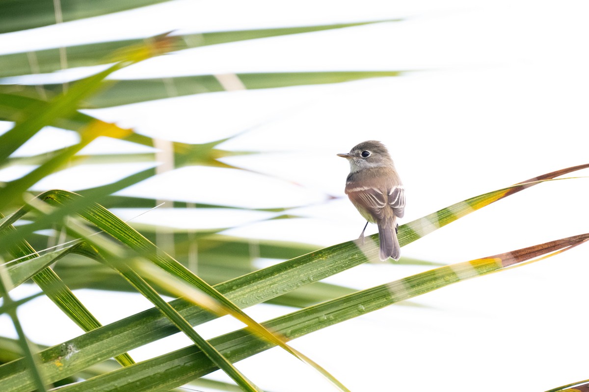 Küçük Boreal Sinekkapan - ML647792015